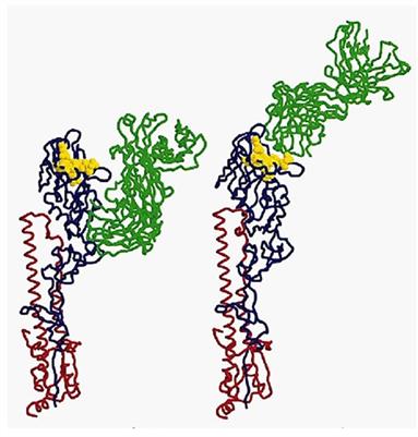 Conceptual Spaces of the Immune System